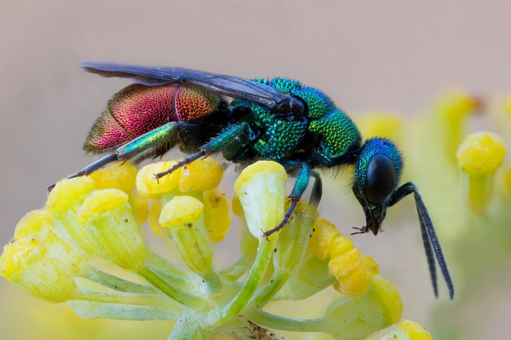 Chrysididae sp.